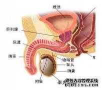 天津静海静海静海男人怎么会得早泄呢